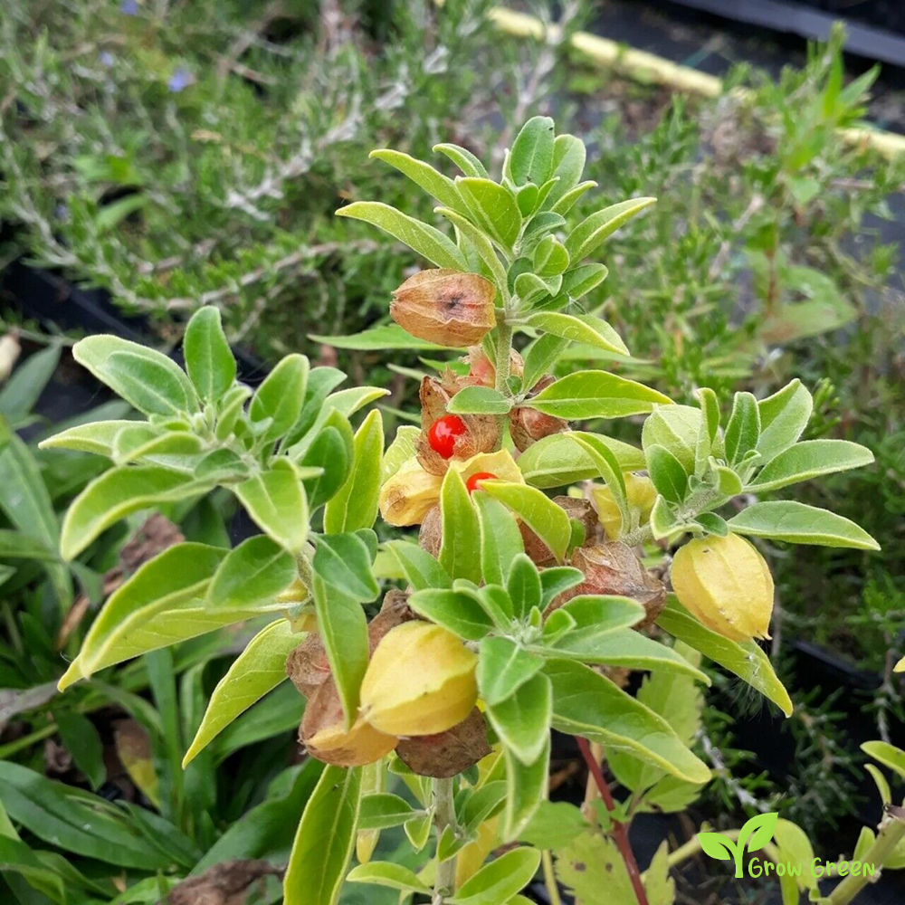 10 seeds of Indian Ginseng - WITHANIA SOMNIFERA - Ashwagandha + 5seeds of Sunflower