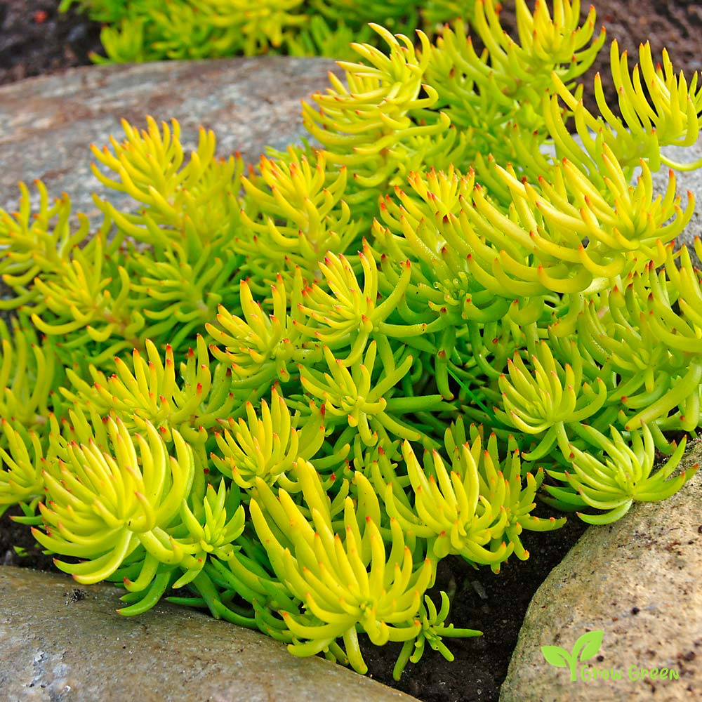15 seeds of Jenny's Stonecrop - SEDUM RUPESTRE REFLEXUM + 5 seeds of Sunflower