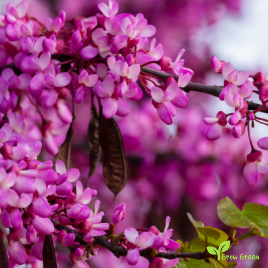 10 seeds of Judas Tree - CERCIS SILIQUASTRUM + 5 seeds of Sunflower