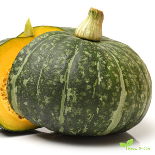 10 seeds of Kabocha Pumpkin - CUCURBITA - Squash + 5 seeds of Sunflower