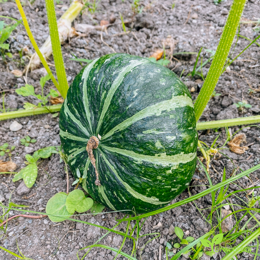 10 seeds of Kabocha Pumpkin - CUCURBITA - Squash + 5 seeds of Sunflower