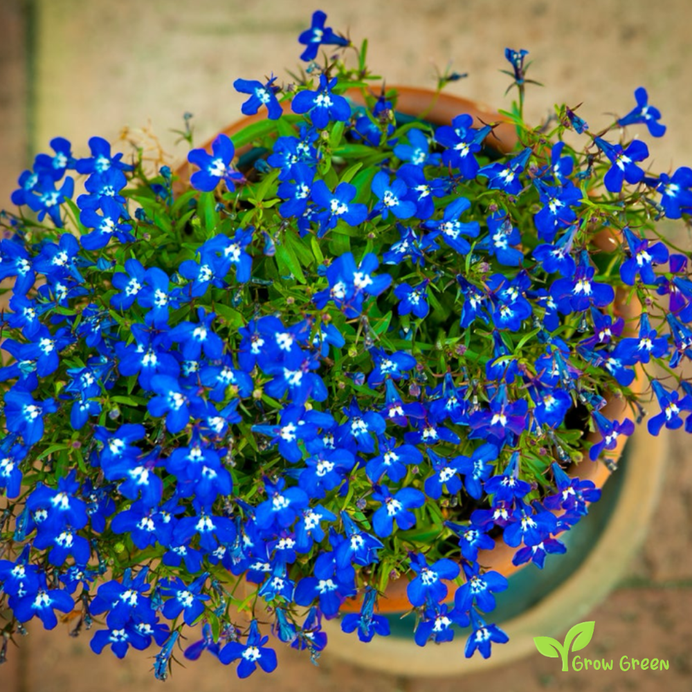30 seeds of Lobelia Blue - LOBELIA + 5 seeds of Sunflower