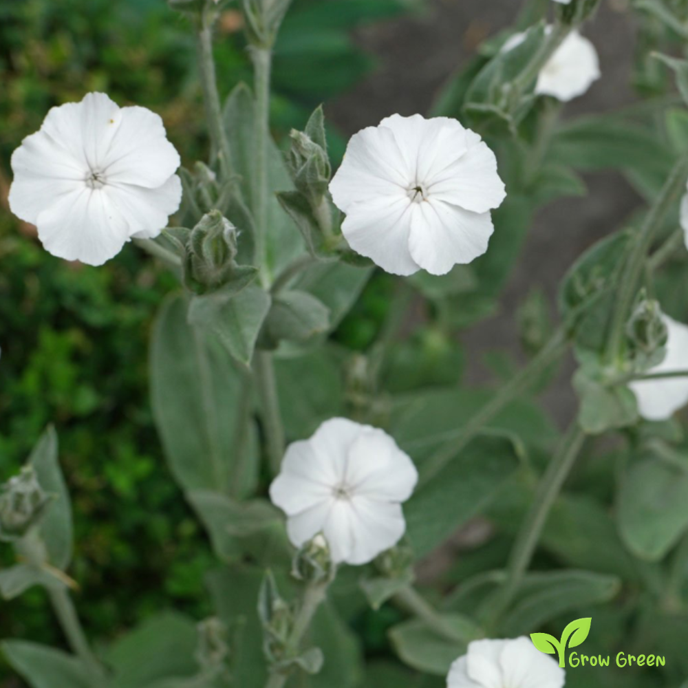 20 seeds of LYCHNIS SILENE CORONARIA Alba + 5 seeds of Sunflower