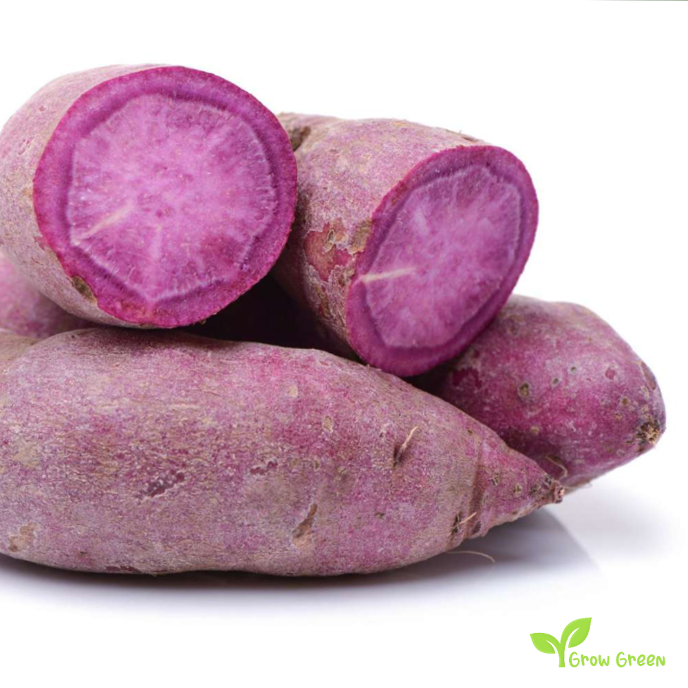 1 root of Purple Sweet Potato - IPOMEA BATATAS - Purple Flesh Yam + 5s Sunflower