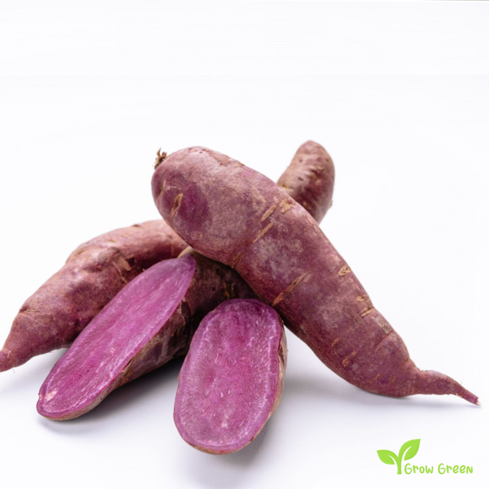 1 root of Purple Sweet Potato - IPOMEA BATATAS - Purple Flesh Yam + 5s Sunflower