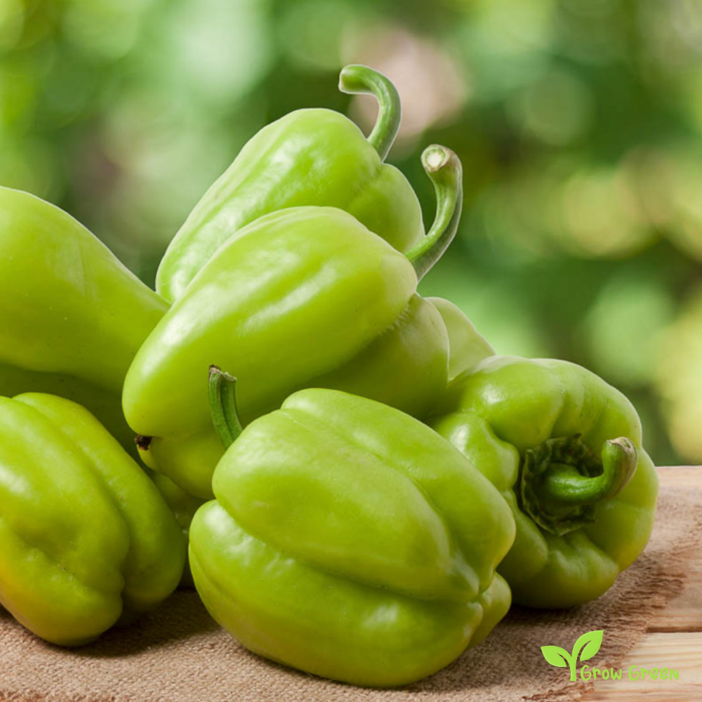 15 seeds Antep Aci Dolma Pepper - CAPSICUM ANNUUM + 5 seeds Sunflower