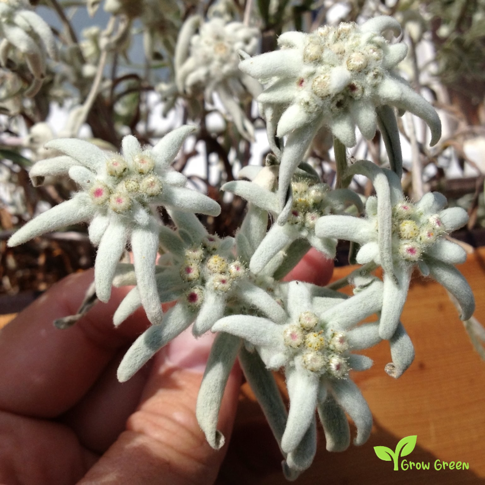 15 seeds of Edelweiss - LEONTOPODIUM NIVALE + 5 seed Sunflower