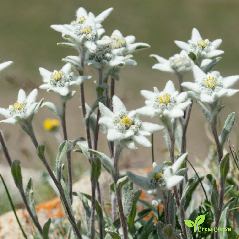 15 seeds of Edelweiss - LEONTOPODIUM NIVALE + 5 seed Sunflower