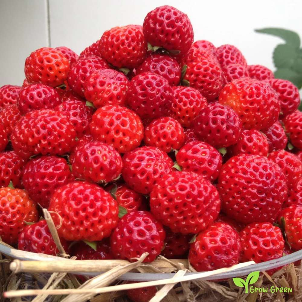 15 seeds of Framberry - FRAGARIA - Strawberry + 5 seeds of Sunflower