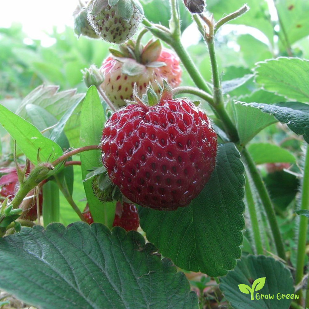 15 seeds of Framberry - FRAGARIA - Strawberry + 5 seeds of Sunflower
