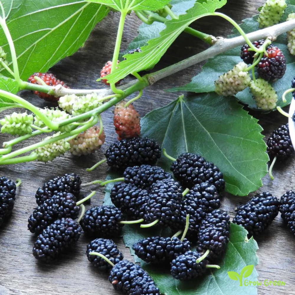 15 seeds of Black Mulberry - MORUS NIGRA + 5 seeds Sunflower