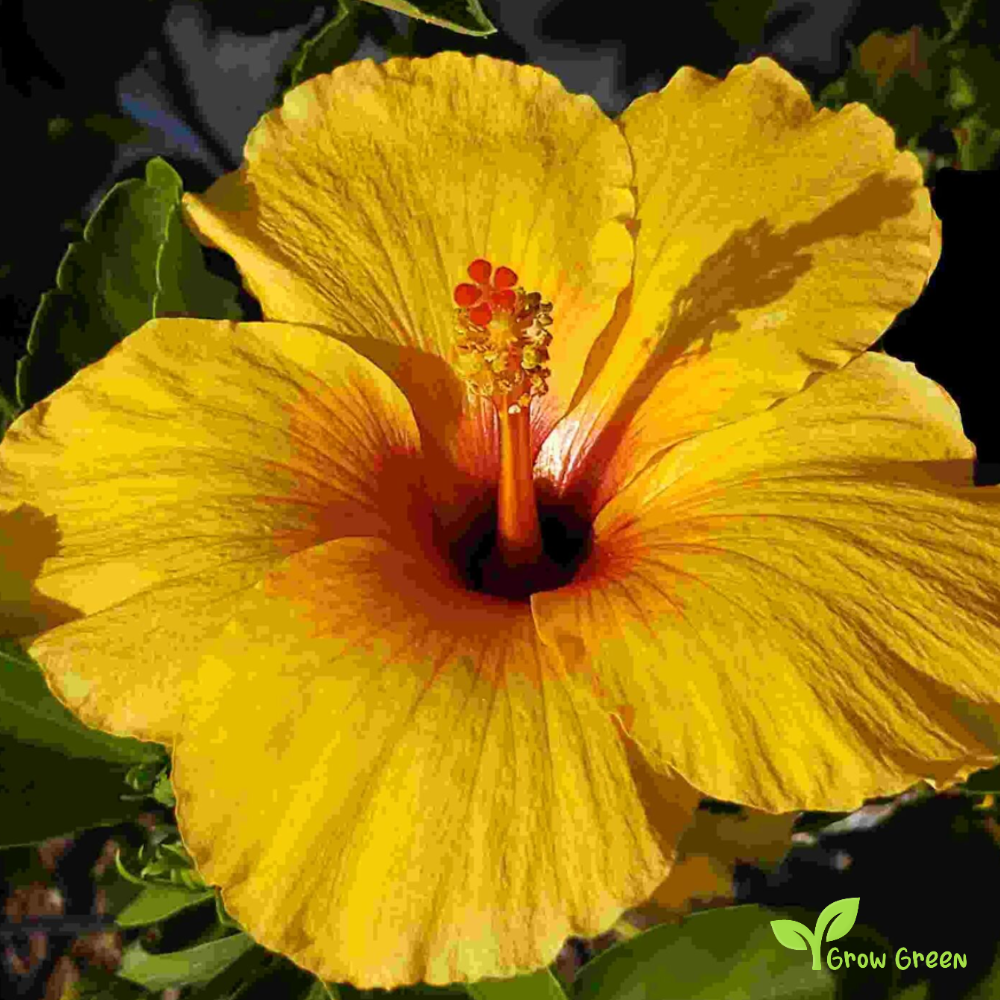 5 seeds of Hibiscus Orange and Yellow - HIBISCUS + 5 seed Sunflower