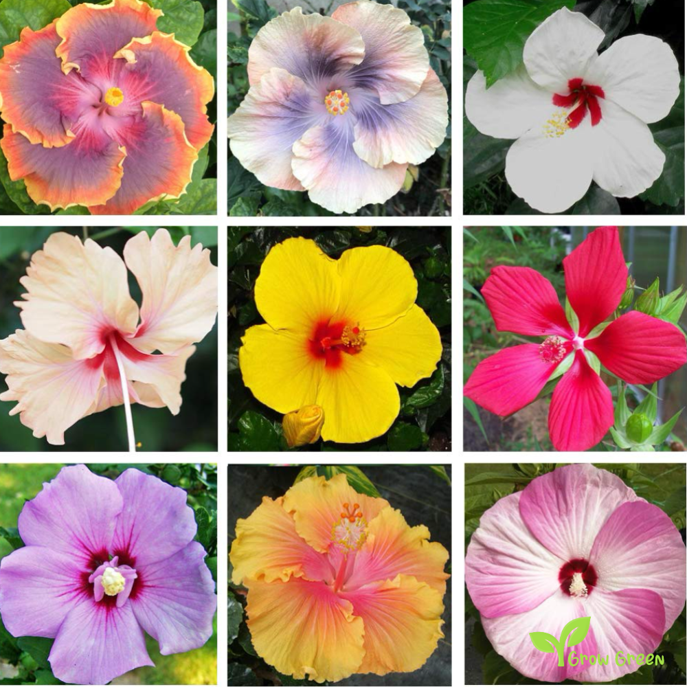 5 seeds of Hibiscus Pink, White and Blue - HIBISCUS + Gift 5 seeds of Sunflower