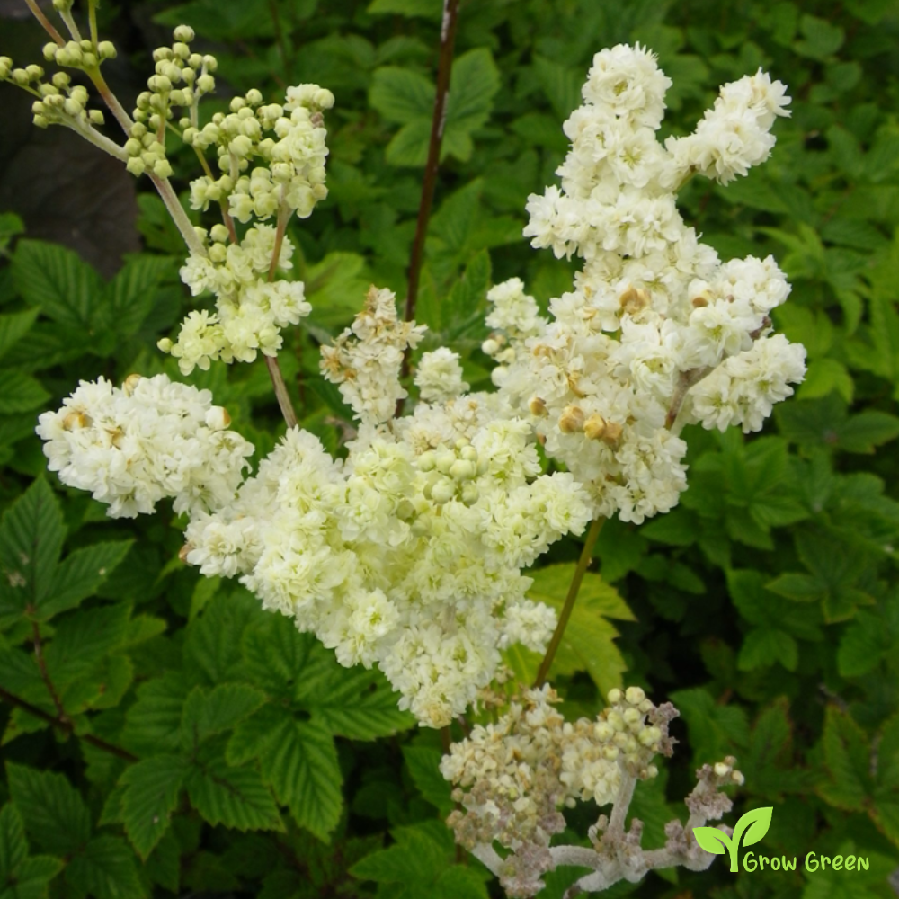 15 seeds of Meadowsweet - FILIPENDULA ULMARIA - Mead Wort + 5 seeds of Sunflower