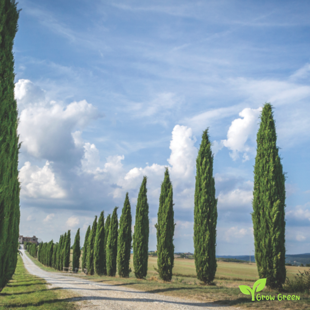 15 seeds of Mediterranean Cypress - CUPRESSUS SEMPREVIRENS +5 seeds of Sunflower