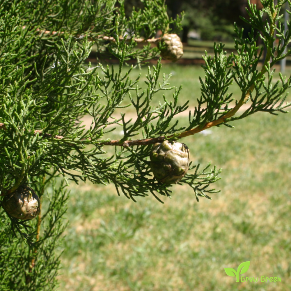 15 seeds of Mediterranean Cypress - CUPRESSUS SEMPREVIRENS +5 seeds of Sunflower
