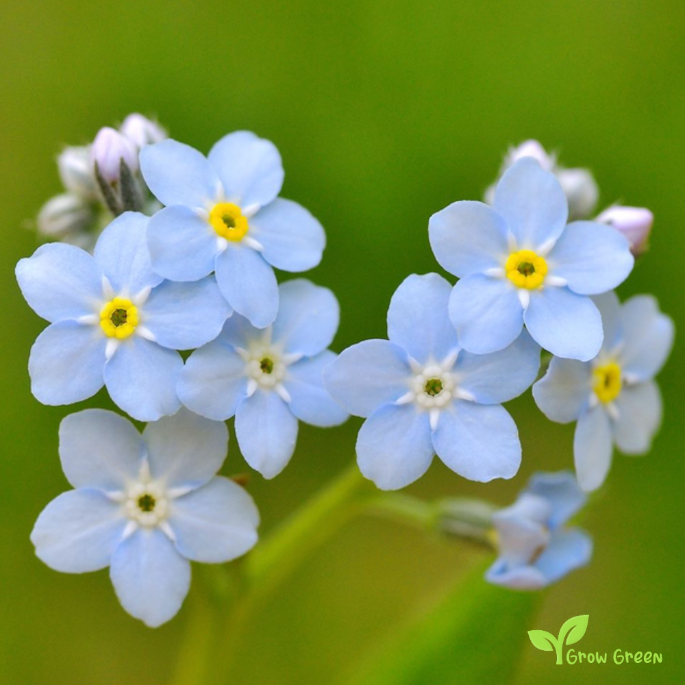 10 seeds of Myosotis - MYOSOTIS SYLVATICA - Forget Me Not + 5 seeds of Sunflower