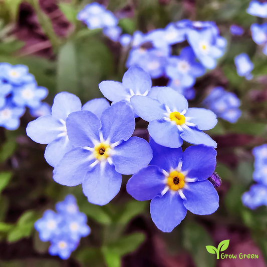 10 seeds of Myosotis - MYOSOTIS SYLVATICA - Forget Me Not + 5 seeds of Sunflower