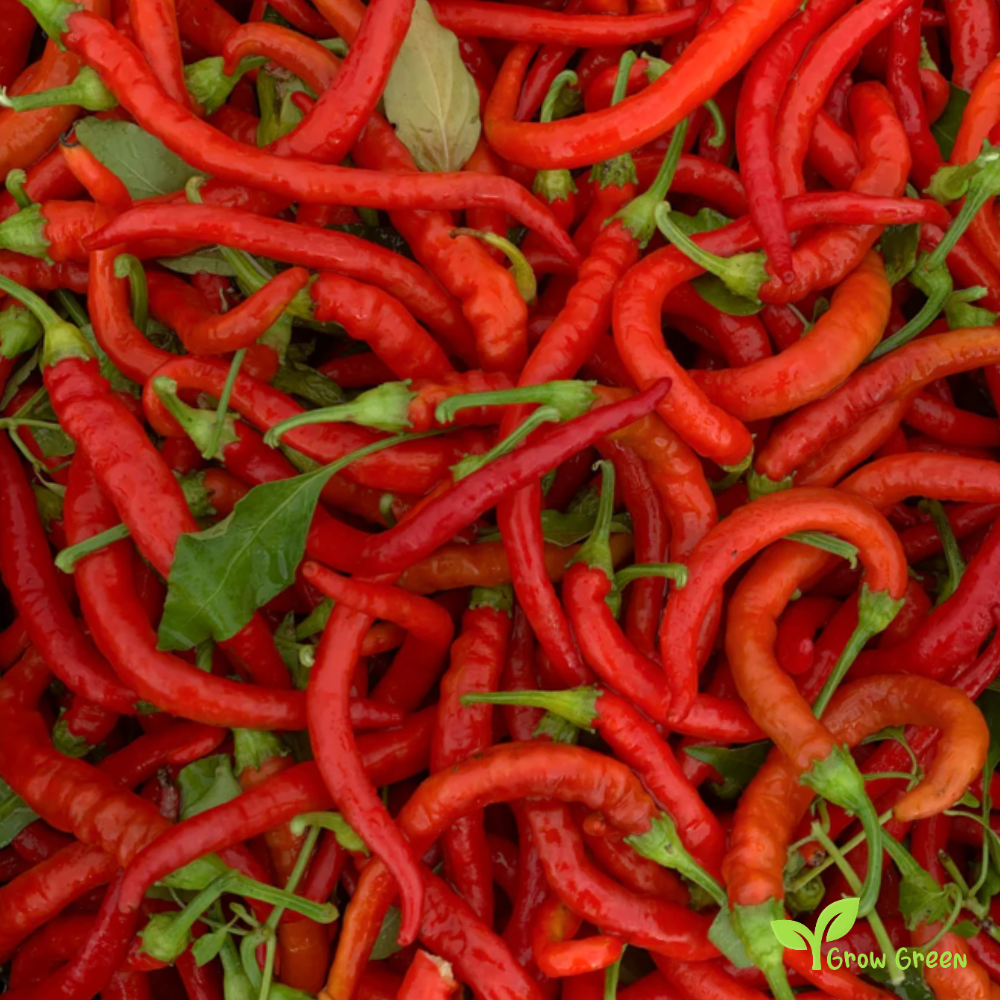 10 seeds of Pepper Sivri - CAPSICUM ANNUUM - Biber + 5 seeds of Sunflower