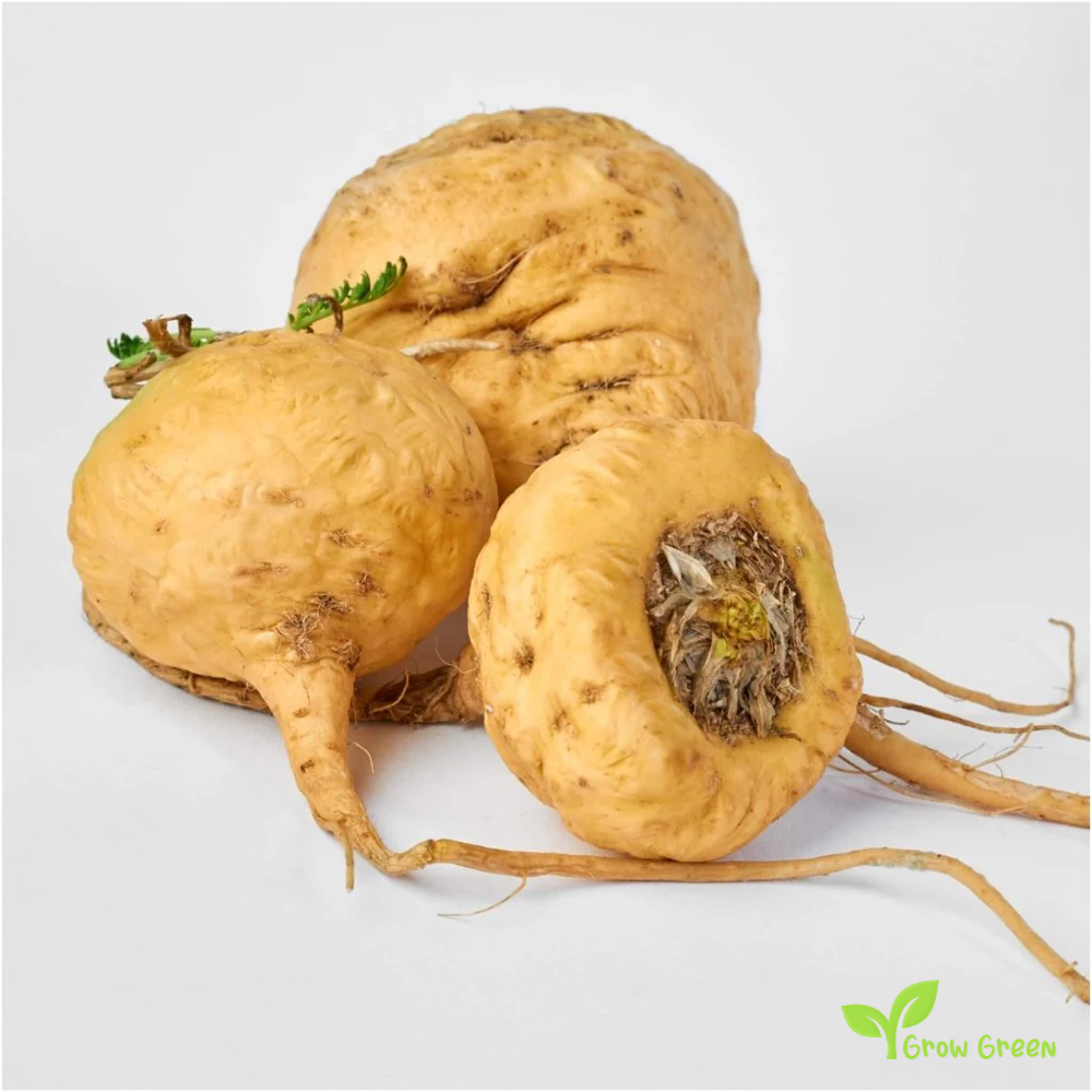 10 seeds of Peruvian Ginseng - LEPIDIUM MEYENII - Maca + 5 seeds of Sunflower