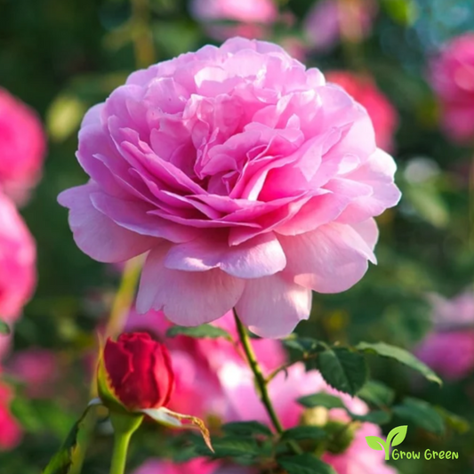 10 seeds of Pink Rose - ROSA + 5 seeds of Sunflower