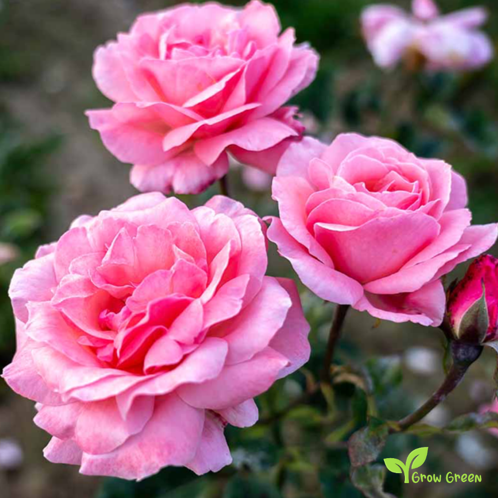 10 seeds of Pink Rose - ROSA + 5 seeds of Sunflower