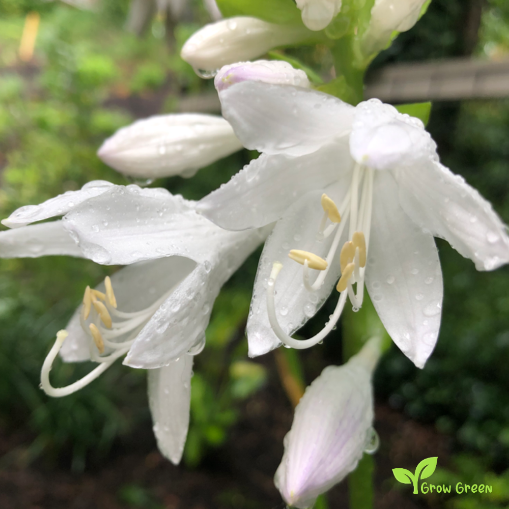 10 seeds of Plantain Lily - HOSTA LILY + 5 seeds of Sunflower