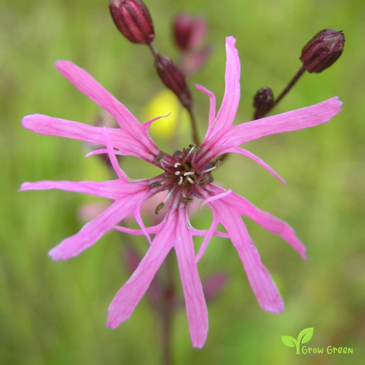 10 seeds of Ragged Robin - LYCHNIS SILENE  Flos Cuculi + 5 seeds of Sunflower