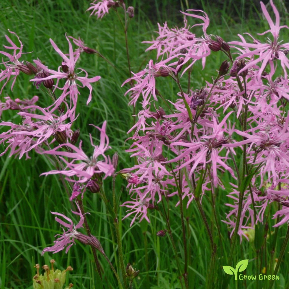 10 seeds of Ragged Robin - LYCHNIS SILENE  Flos Cuculi + 5 seeds of Sunflower