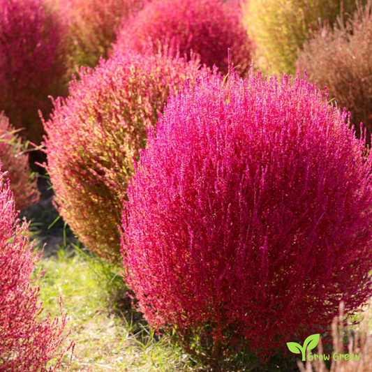 10 seeds of Red Burningbush - BASSIA SCOPARIA - Kochia + 5 seeds of Sunflower