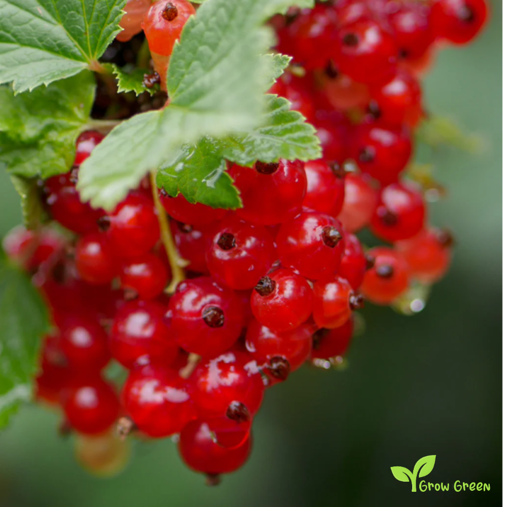 10 seeds of Red Currant - RIBES RUBRUM - Red Ribes + GIFT 5 seeds of Sunflower