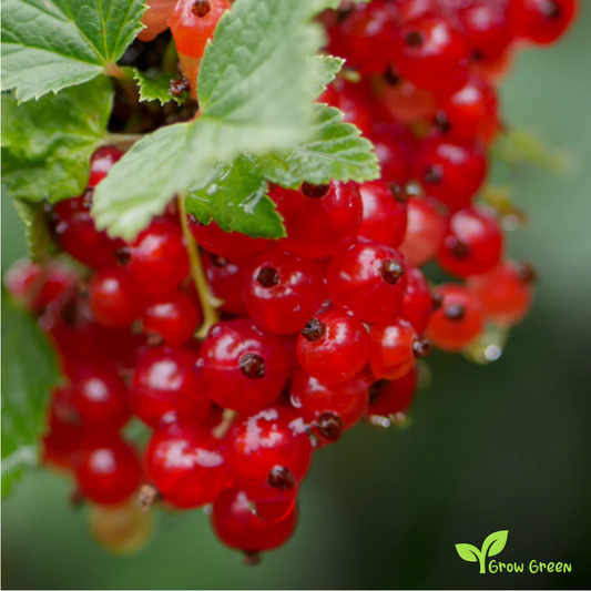 10 seeds of Red Currant - RIBES RUBRUM - Red Ribes + GIFT 5 seeds of Sunflower