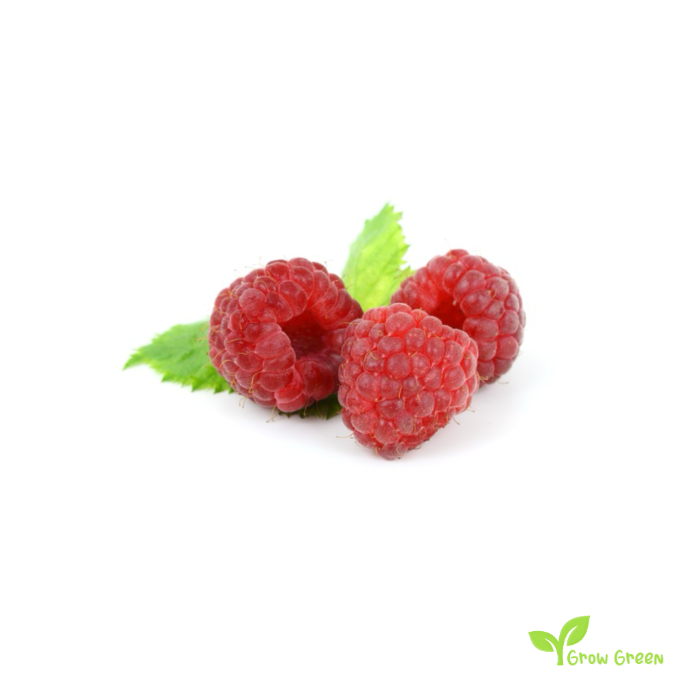 10 seeds of Red Raspberry - RUBUS IDAEUS + 5 seeds of Sunflower