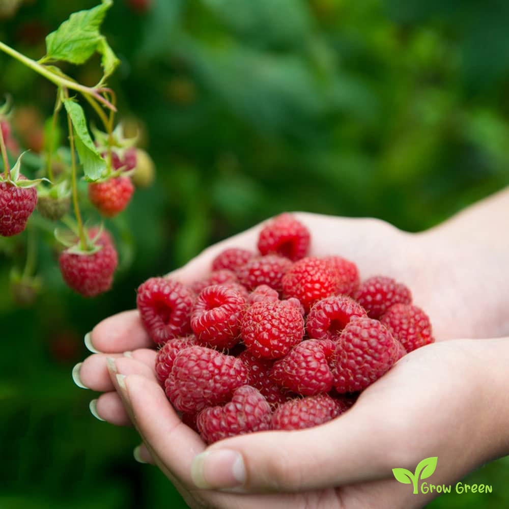 10 seeds of Red Raspberry - RUBUS IDAEUS + 5 seeds of Sunflower