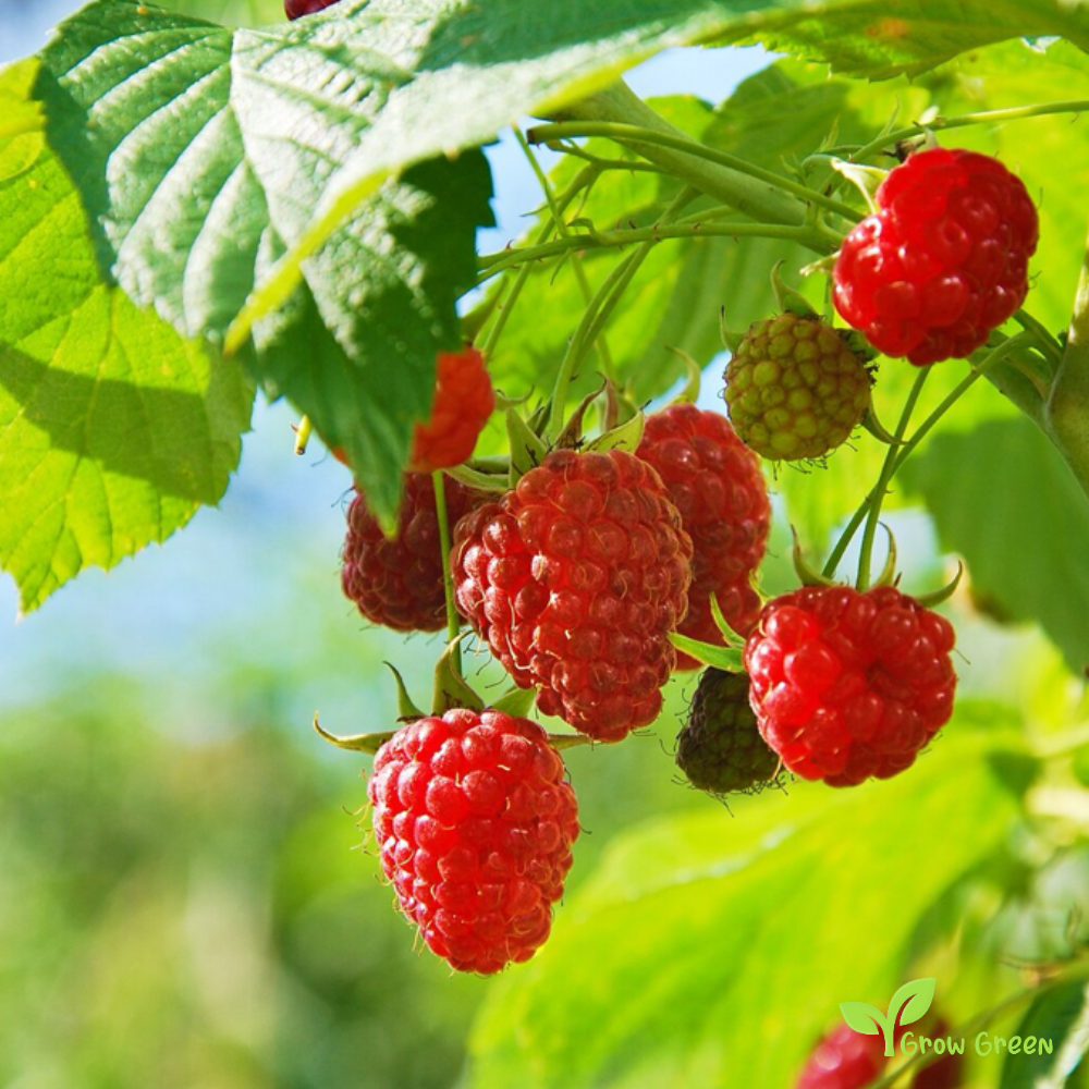 10 seeds of Red Raspberry - RUBUS IDAEUS + 5 seeds of Sunflower
