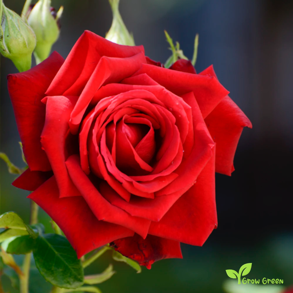 10 seeds of Red Rose - ROSA + 5 seeds of Sunflower