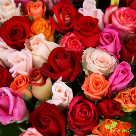 10 seeds of Red Rose - ROSA + 5 seeds of Sunflower