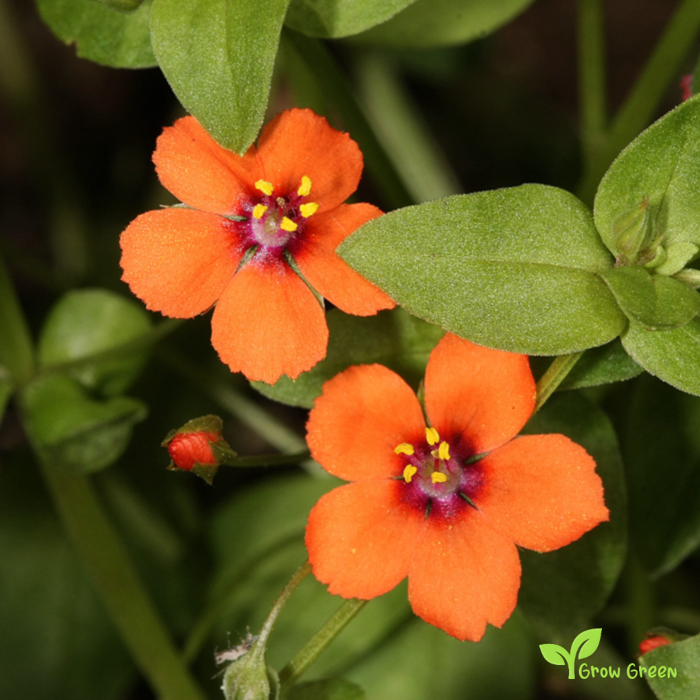 10 seeds of Scarlet Pimpernel - ANGALLIS ARVENSIS - Lysimachia +5s. of Sunflower