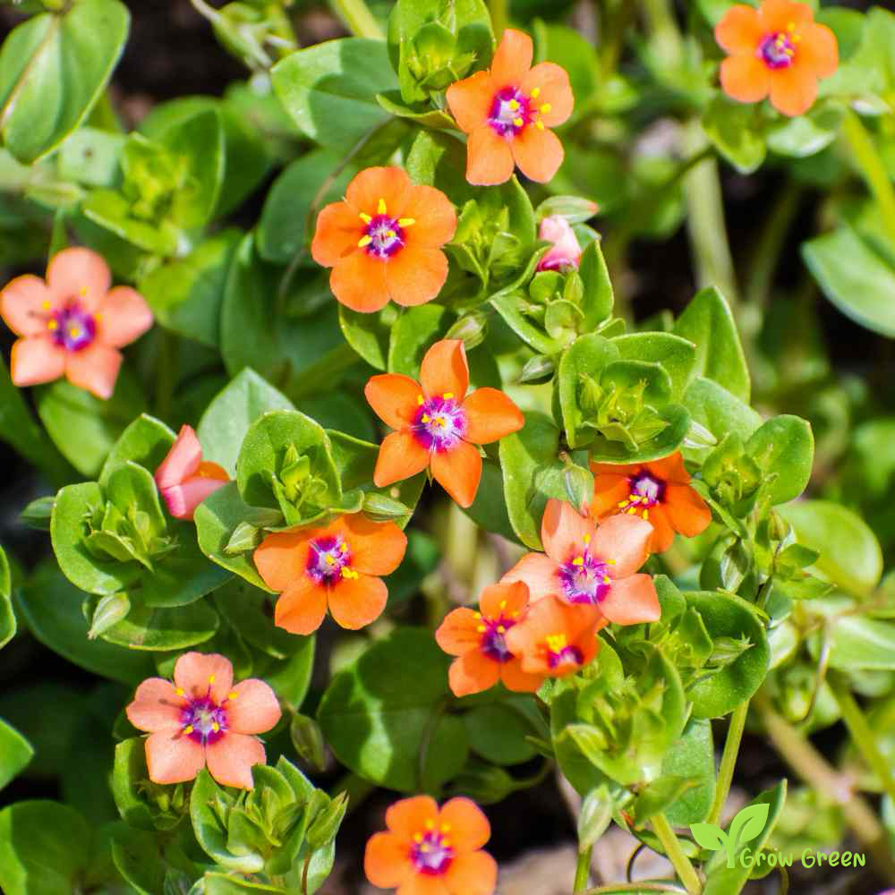 10 seeds of Scarlet Pimpernel - ANGALLIS ARVENSIS - Lysimachia +5s. of Sunflower