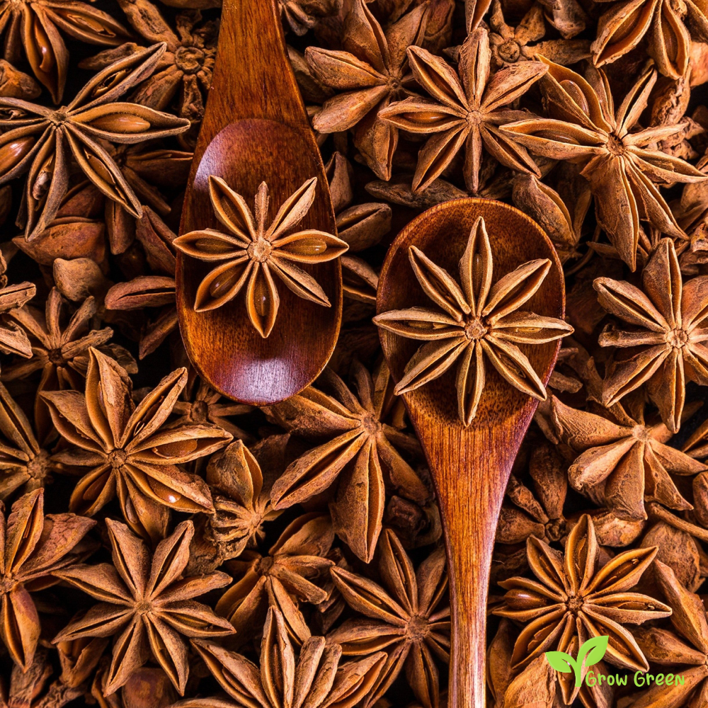 10 seeds of Star Anise - ILLICIUM VERUM - Plus GIFT 5 seeds of Sunflower
