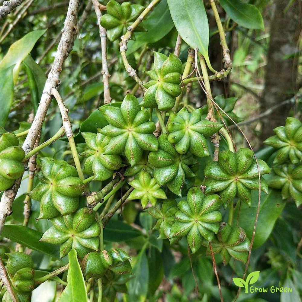 10 seeds of Star Anise - ILLICIUM VERUM - Plus GIFT 5 seeds of Sunflower