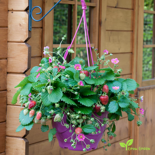 5 seeds Toscana Strawberry - FRAGRARIA ANANASSA - Pink Flower + 5 s Sunflower