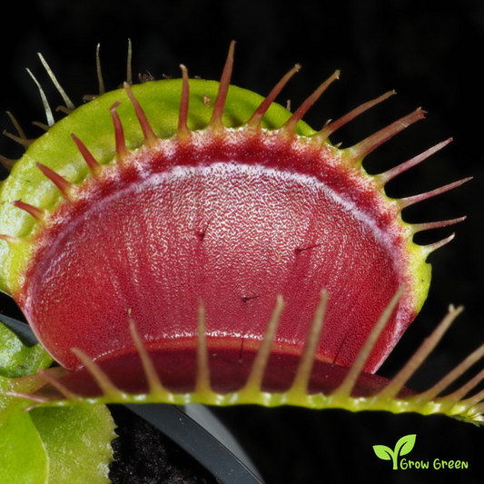 10 seeds of Venus Flytrap - DIONAEA MUSCIPULA + 5 seeds of Sunflower