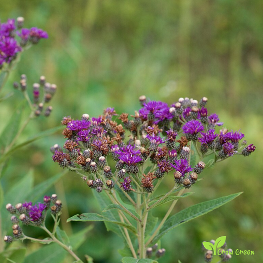 10 seeds of VERNONIA ANTHELMINTICA - Plus GIFT 5 seeds of Sunflower