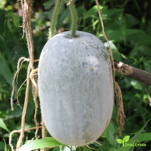 10 seeds of Wax Gourd - BENINCASA HISPIDA - Ash Winter Melon  + 5 seeds Sunflower
