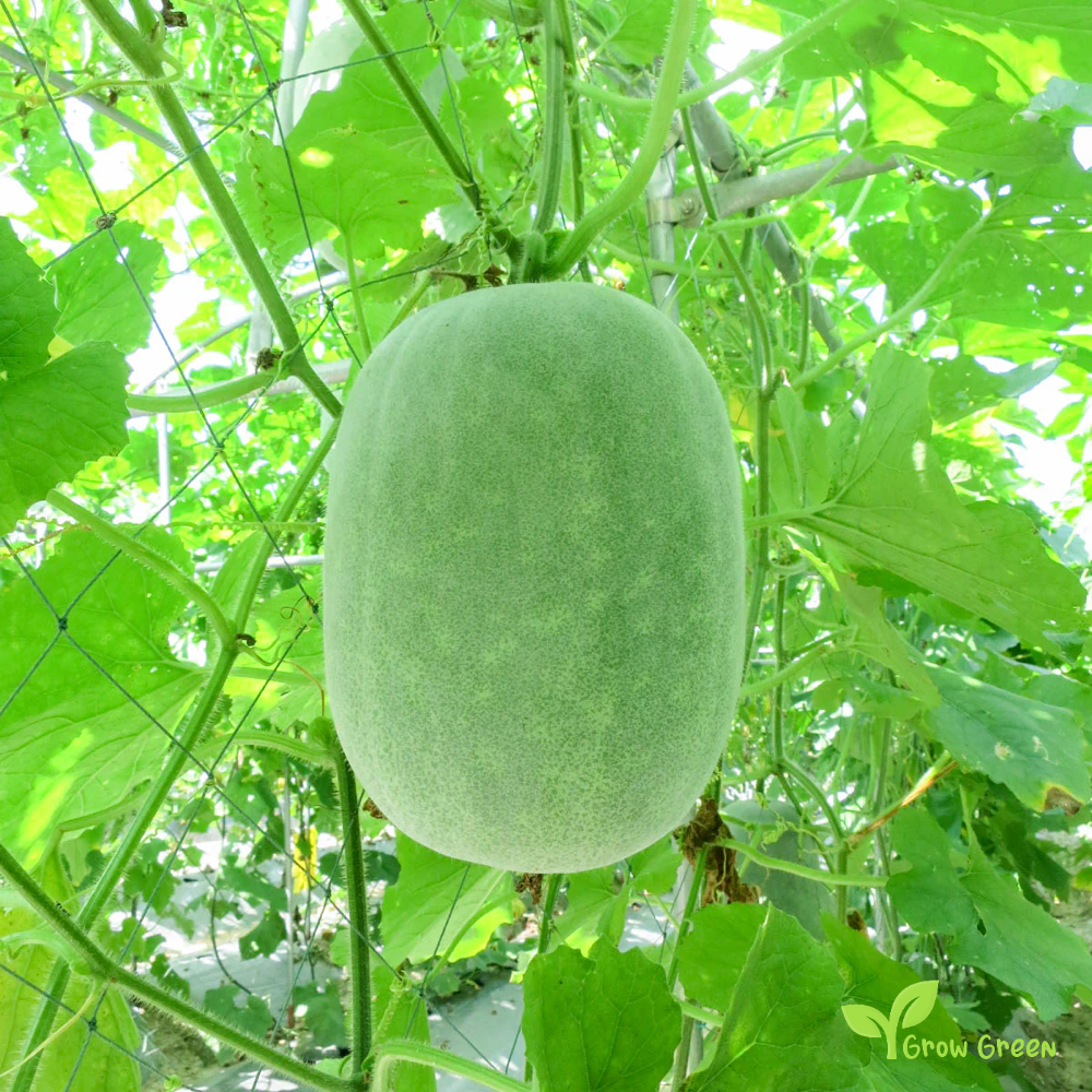 10 seeds of Wax Gourd - BENINCASA HISPIDA - Ash Winter Melon  + 5 seeds Sunflower