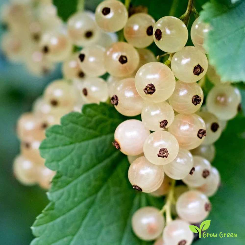 10 seeds of White Currant - RIBES RUBRUM - White Ribes + 5 seeds of Sunflower