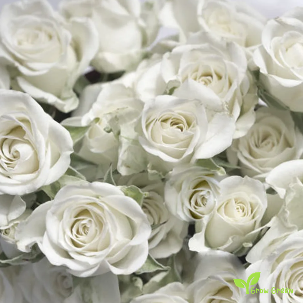 10 seeds of White Rose - ROSA + 5 seeds of Sunflower