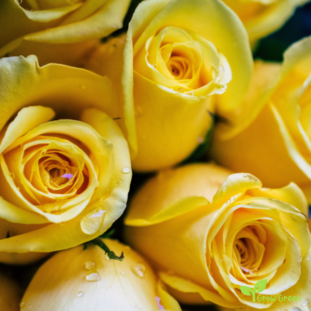 10 seeds of Yellow Rose - ROSA + 5 seeds of Sunflower