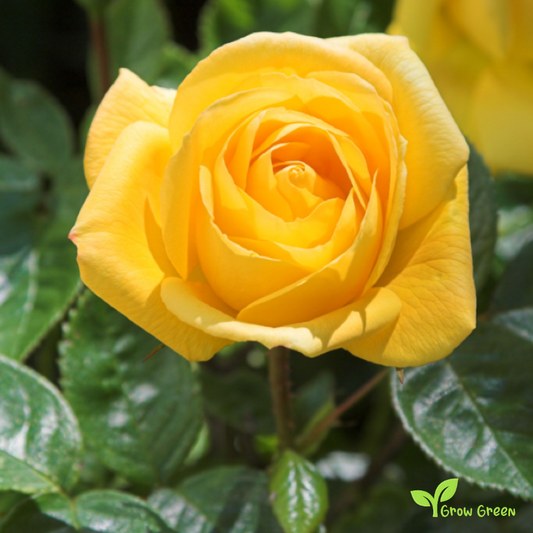 10 seeds of Yellow Rose - ROSA + 5 seeds of Sunflower